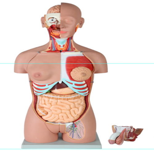 男、女兩性人體背部開放式半身軀干模型（87cm/29件）