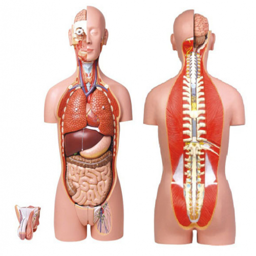 男、女兩性人體背部開放式半身軀干模型（87cm/27件）